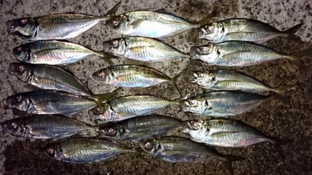 なかなかのサイズのアジでした！